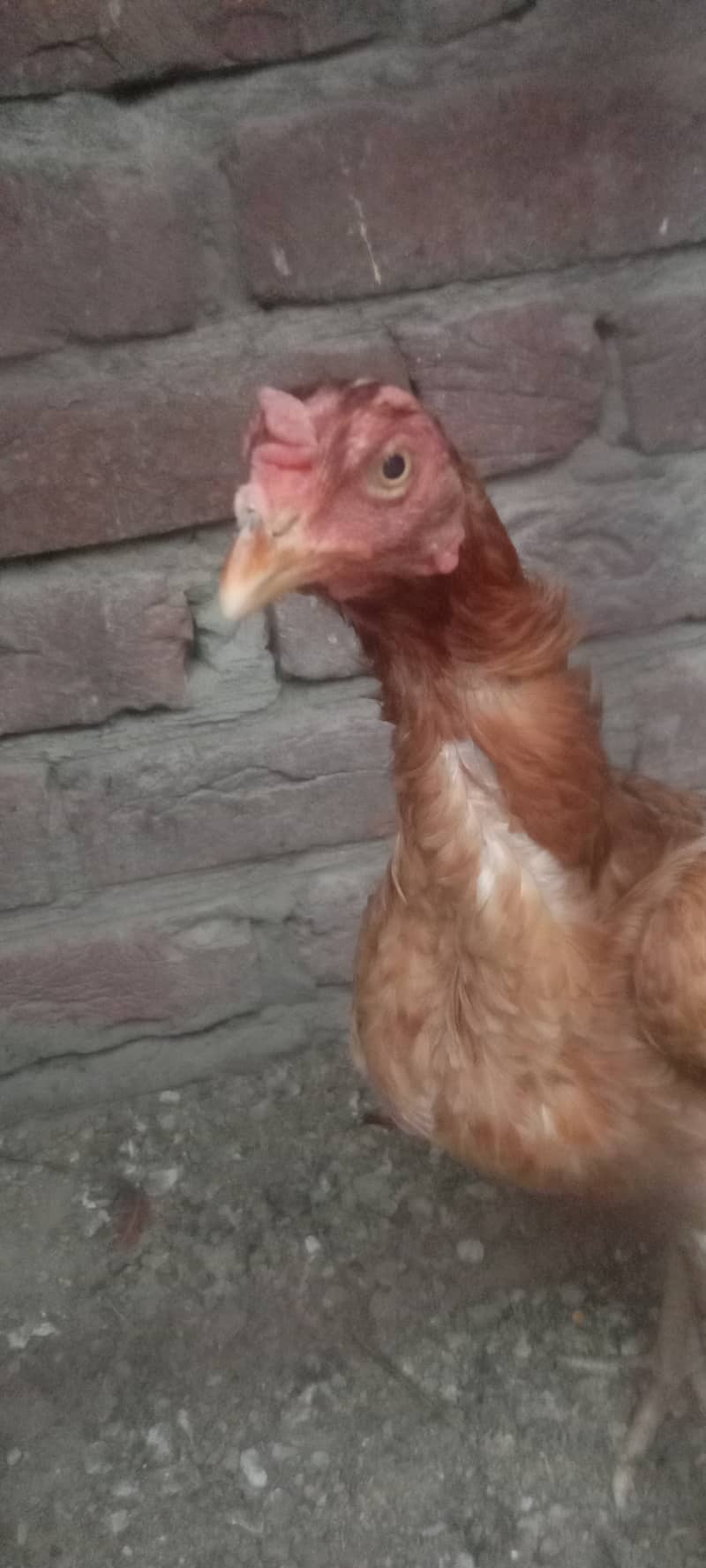 egg laying 2