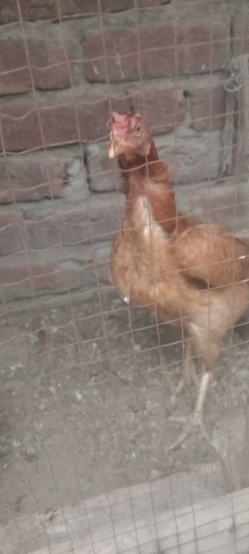 egg laying 3