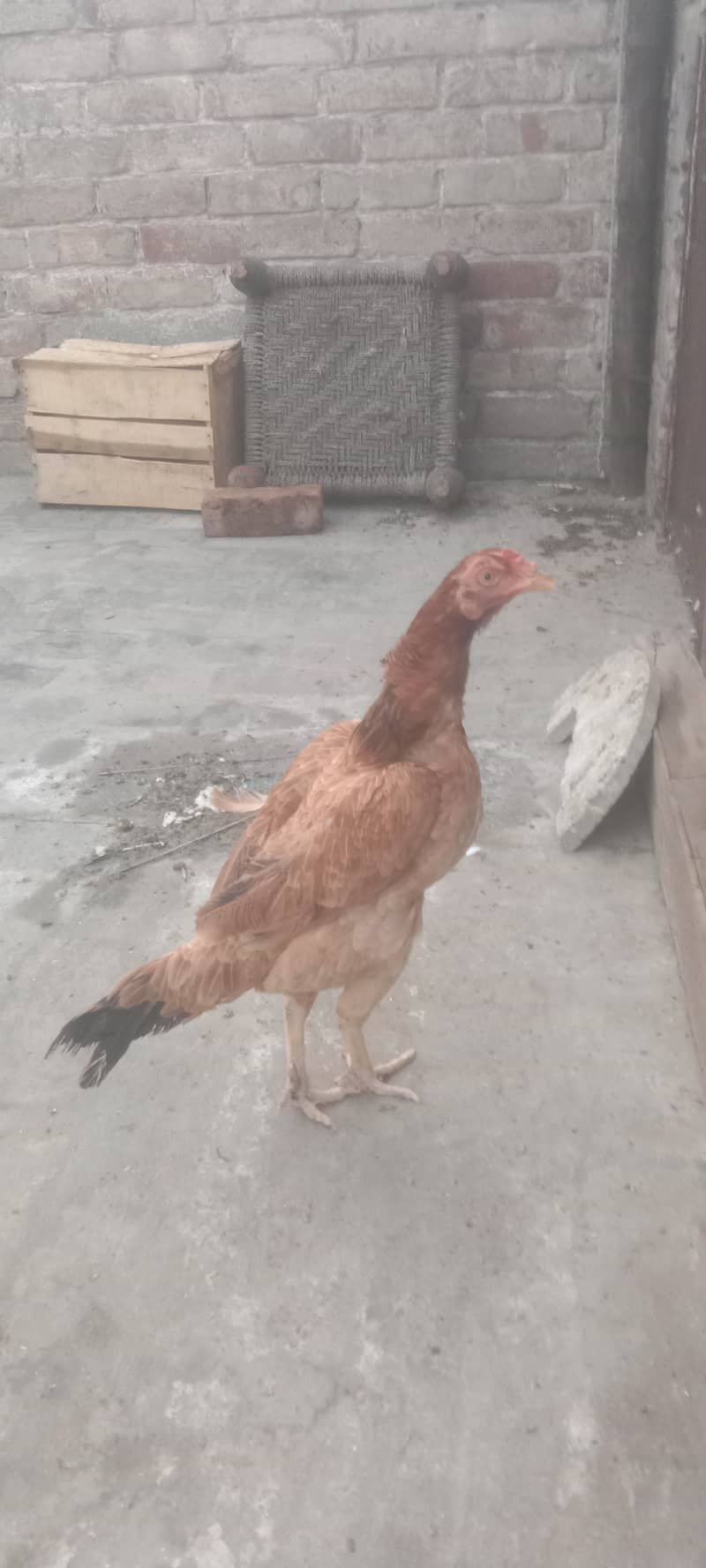 egg laying 4