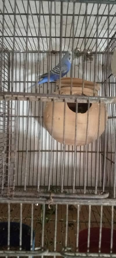 budgies