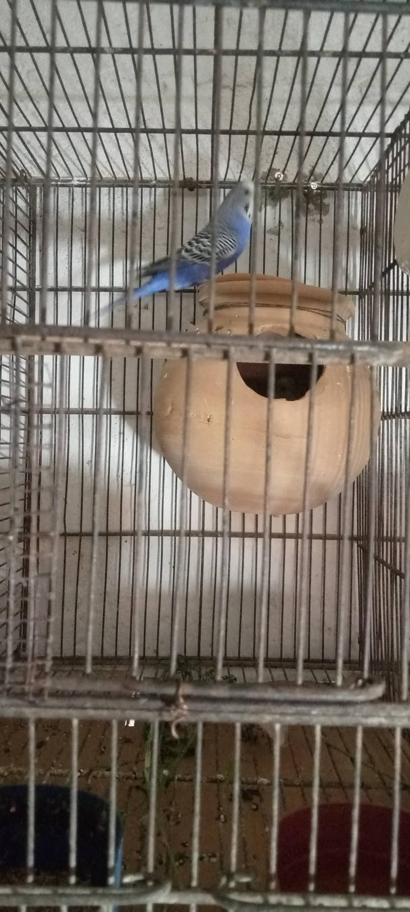 budgies 0