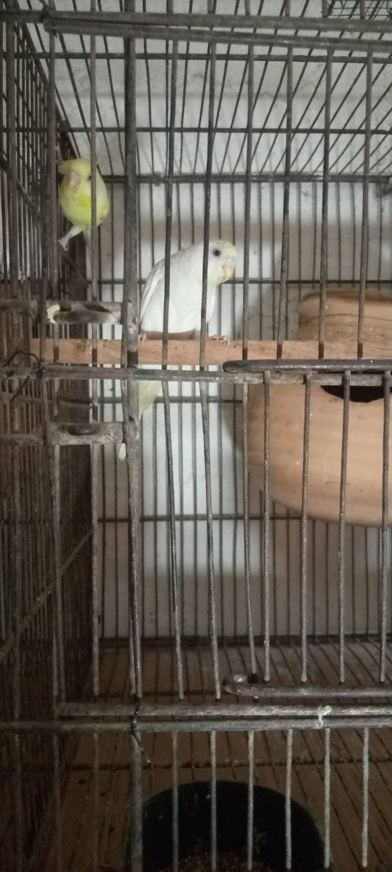 budgies 1