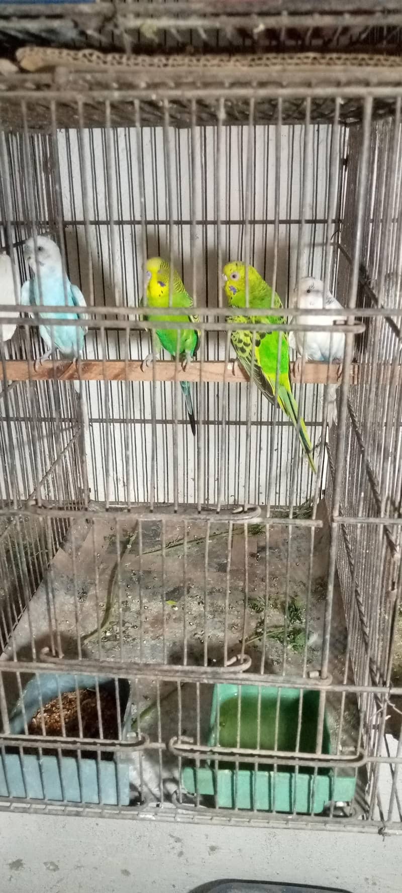 budgies 2