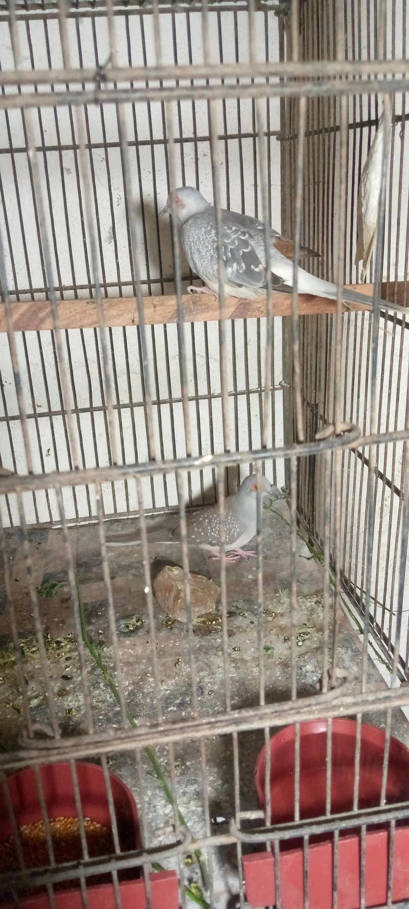 budgies 3