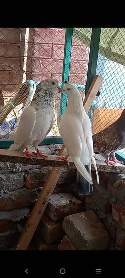 Chuwa Male X Vehshi Female