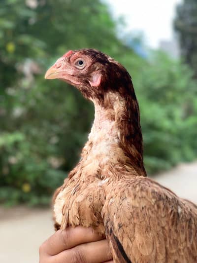 Aseel hens for sale