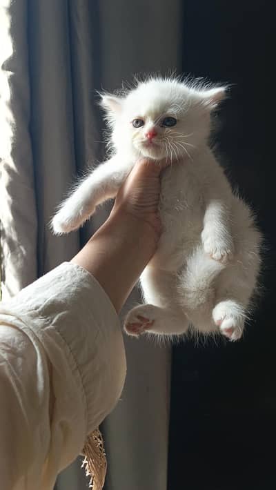 persian kittens triple code and healthy kittens playfull