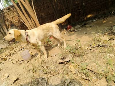 pure Labrador male for sale