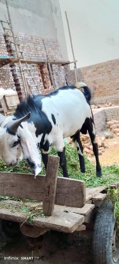 per Dasi bakra
