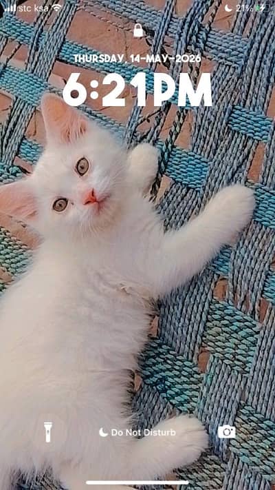 Male kitten triple coted