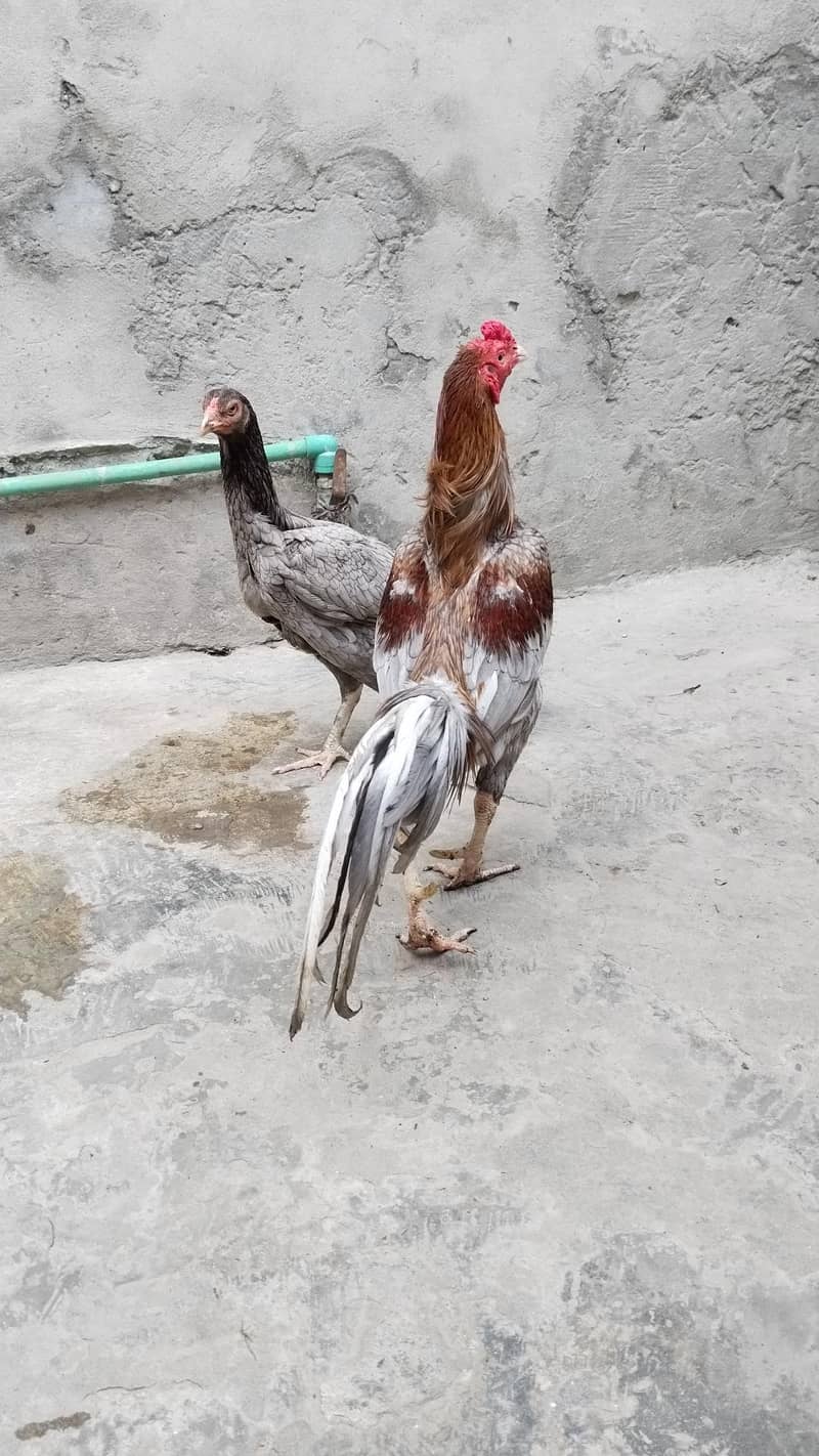 Aseel pair 1