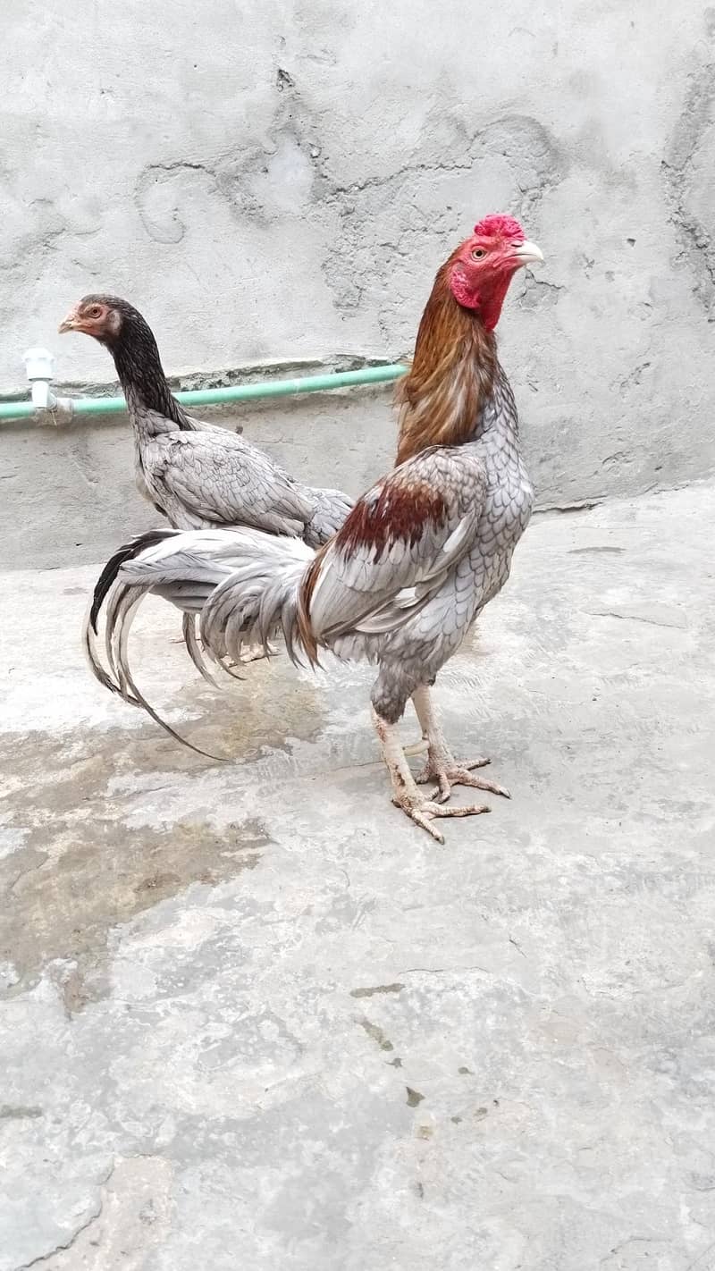 Aseel pair 2