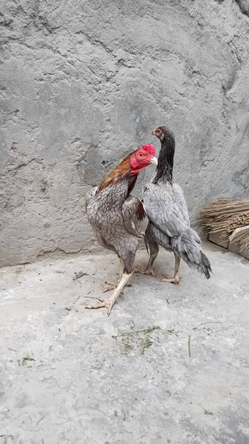 Aseel pair 3