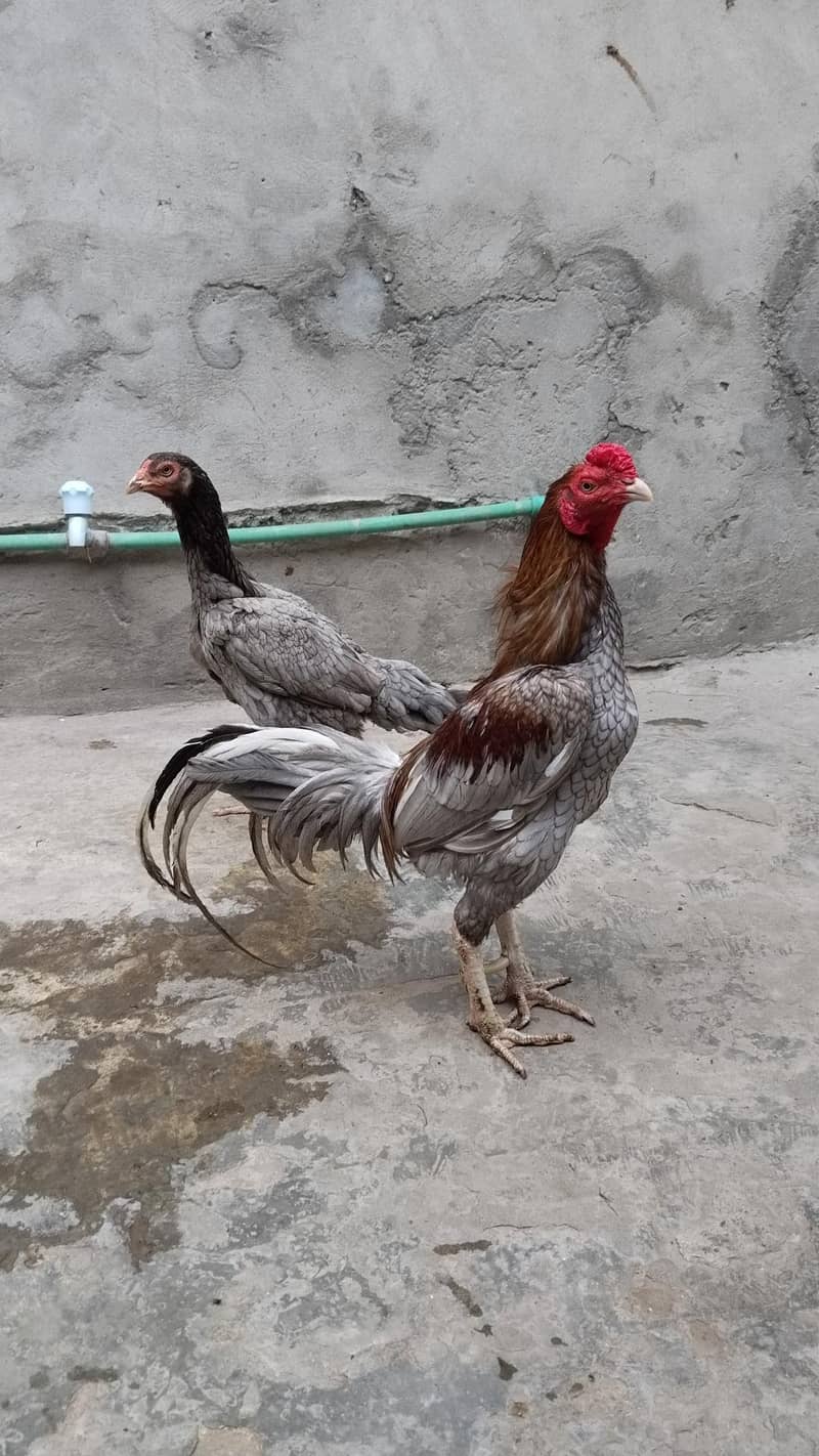 Aseel pair 4