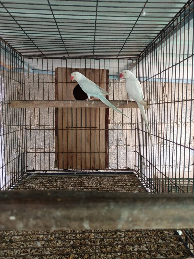 RinG neck pair 0