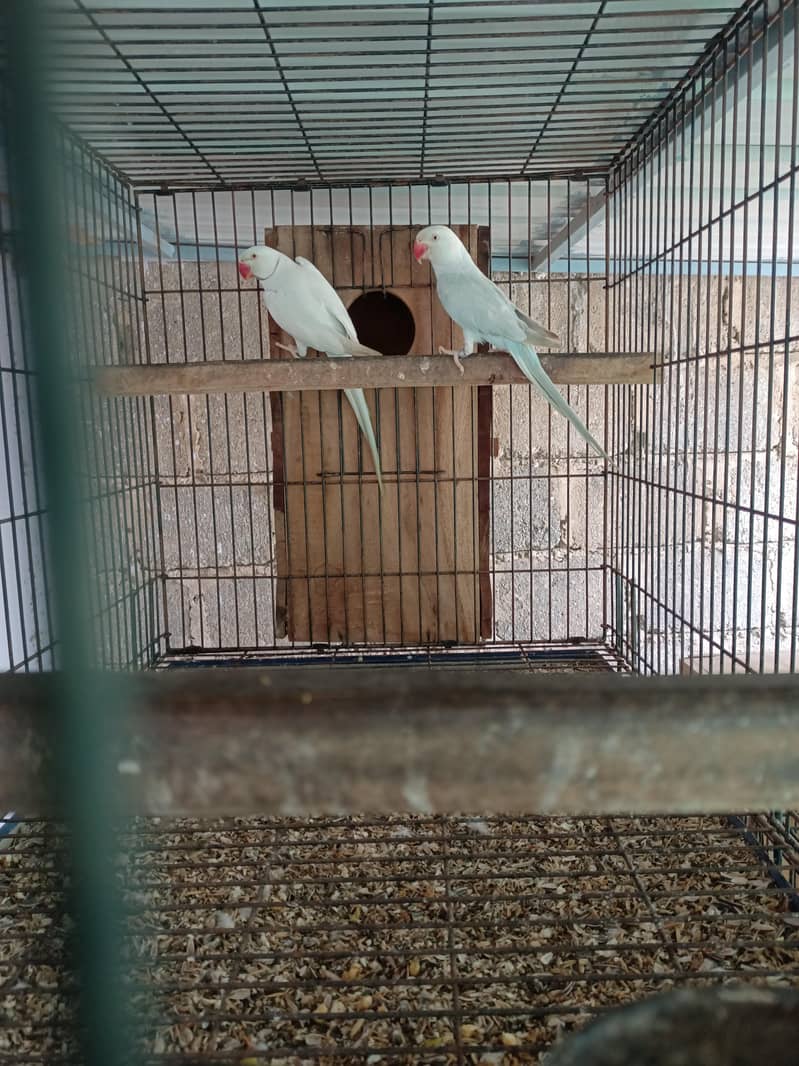 RinG neck pair 2