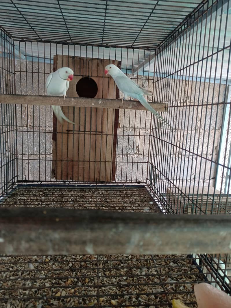 RinG neck pair 3