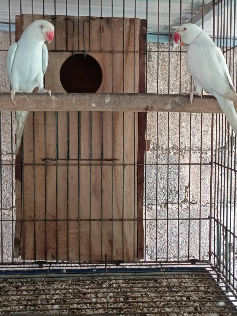 RinG neck pair 5