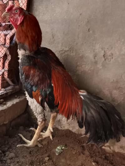 aseel murga . . . contact number 03330031118 .