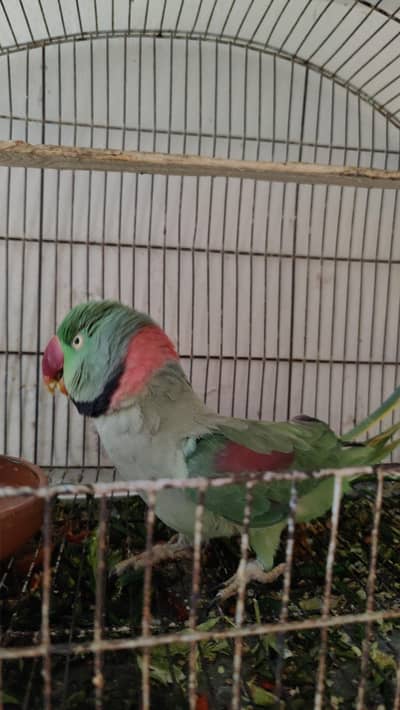 raw parrot
