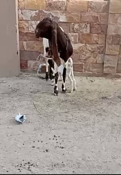 Mashaallah kamori Bakri with female kid