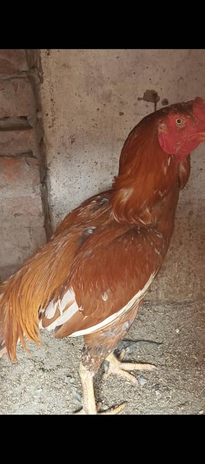 Aseel Hen 2 Female and 1 Male