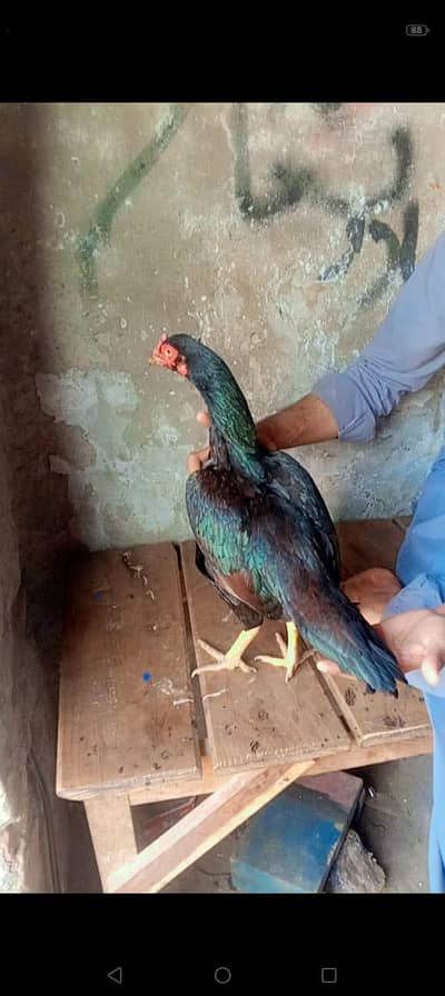 high quality murghi