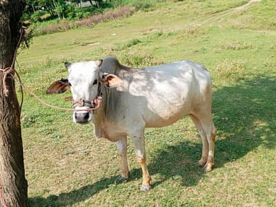 qurbani ka janwar for sale
