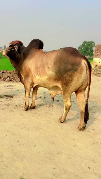 Qurbani 2026