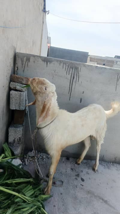 Rajanpuri Bakra Urgent For Sale – Qurbani Ke Liye Best