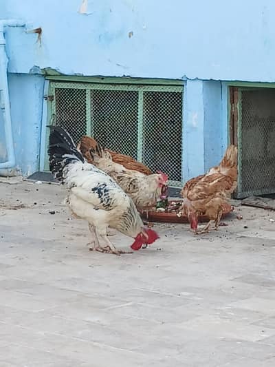 Misri Hens for sale