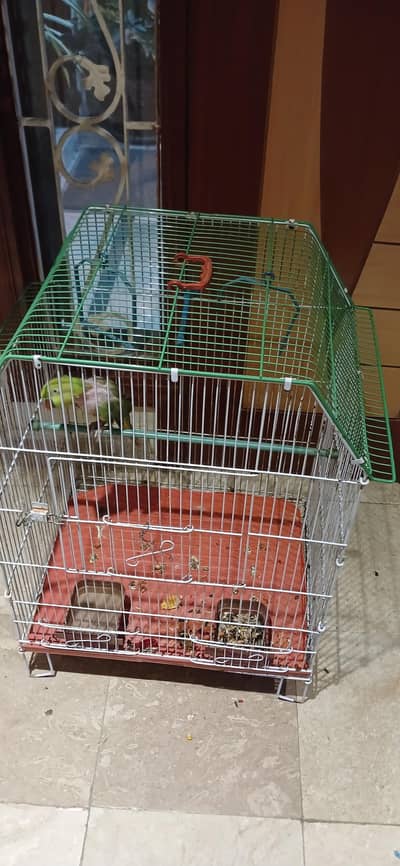 Green Parrot (Mittho)