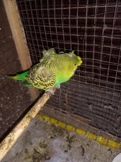 hogoromo budgie female for sale