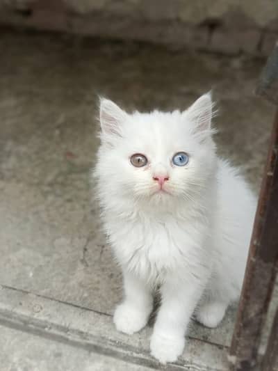 ​ Beautiful Persian Kittens for Sale