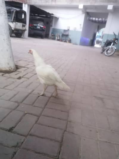 aseel heera breeder hamaray idhar 2 bar paray mai bethy hai