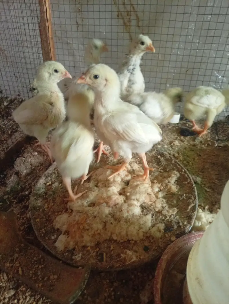 Silki heera Shamo bantam chicks Available