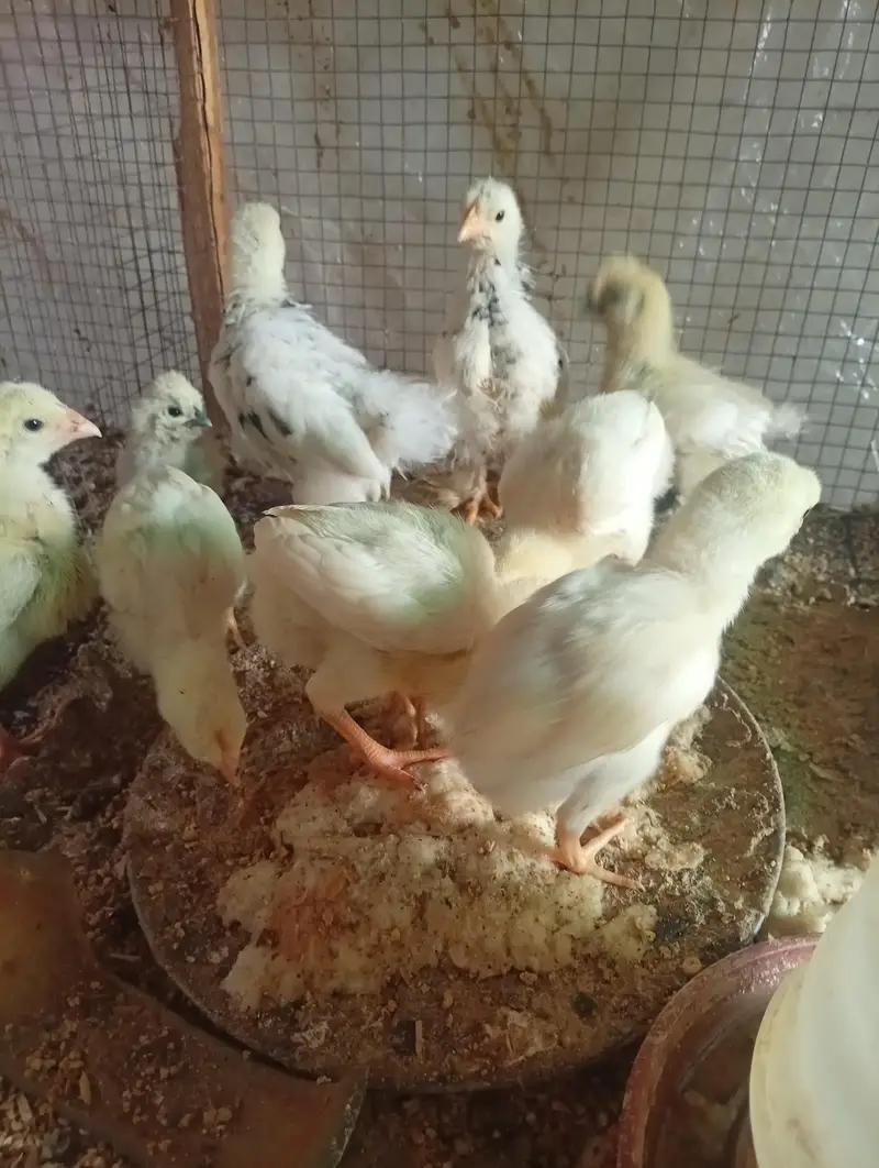 Silki heera Shamo bantam chicks Available — photo 2