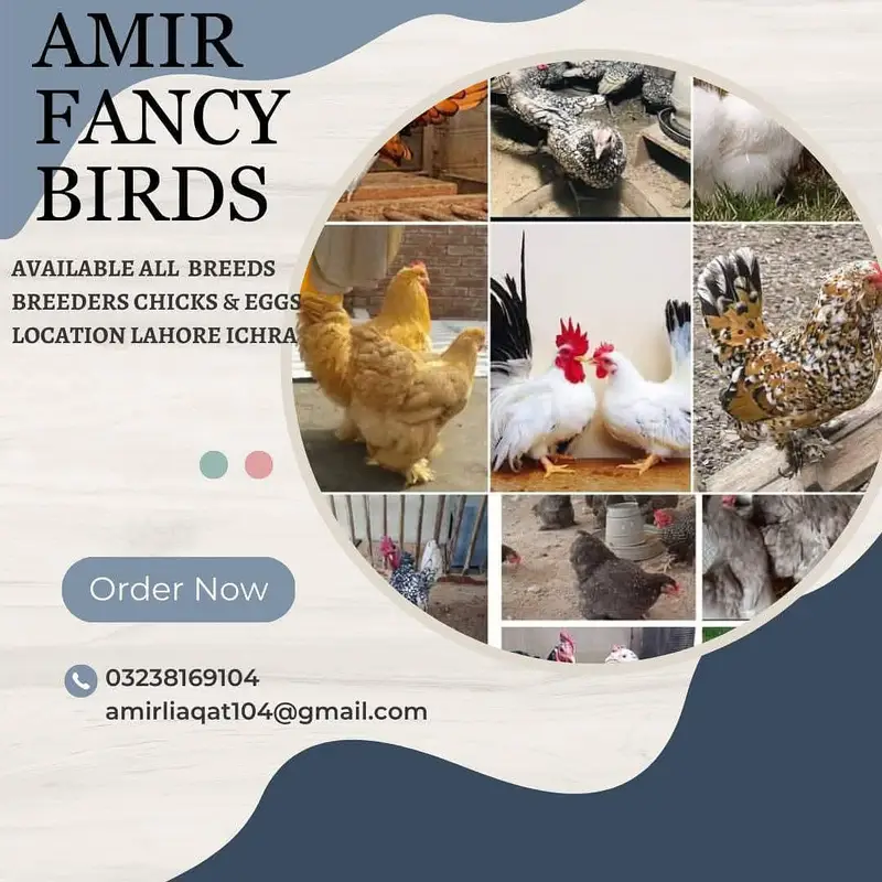 Silki heera Shamo bantam chicks Available — photo 3