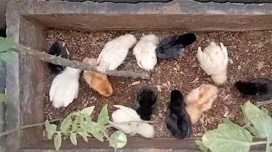 2 Weeks old golden Misri Chicks