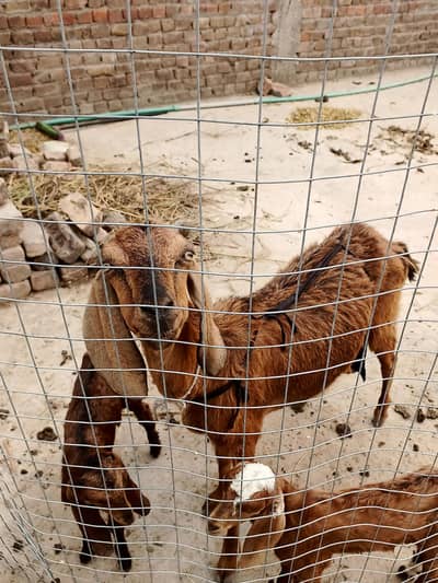 Goat For sale