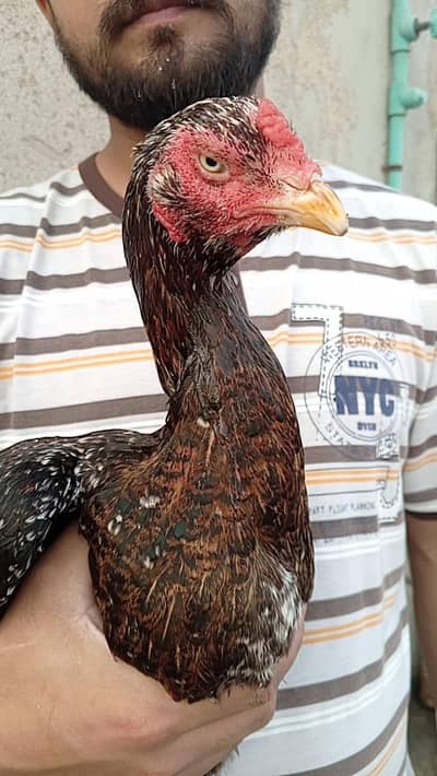madari rampuri