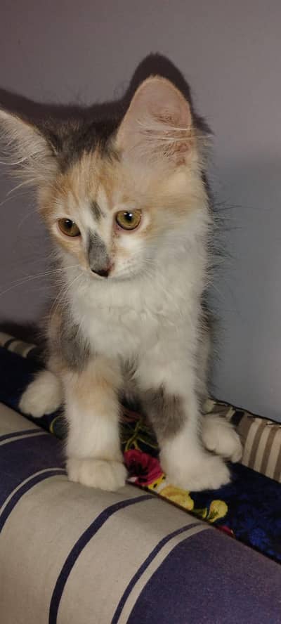 Persian kittens