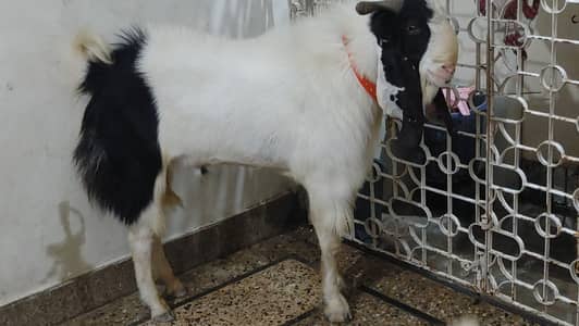 Andu bakra
