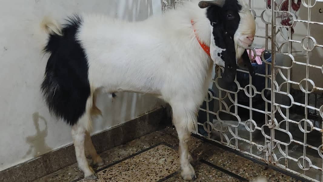Andu bakra 0