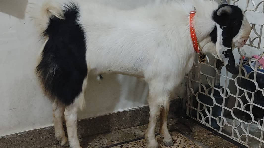 Andu bakra 1