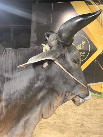 Kankrej Bull!
