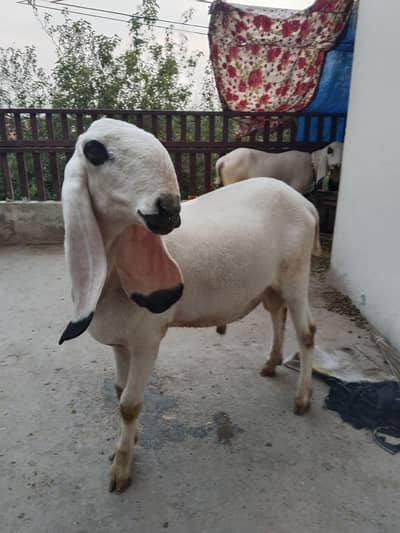 Qurbani k lye pure chhattra