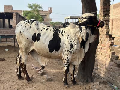 Eid Qurbani Cows for Sale in Karachi | Affordable Price from 1.5 Lakh