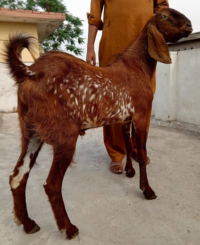 makhi cheena Bakra 2dant 03498200770
