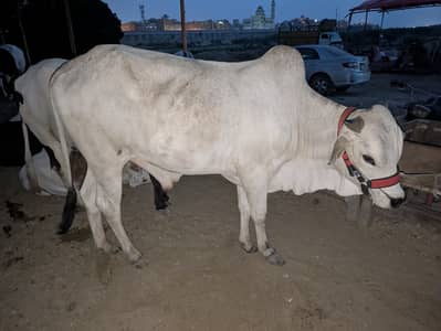 Cow's for shell